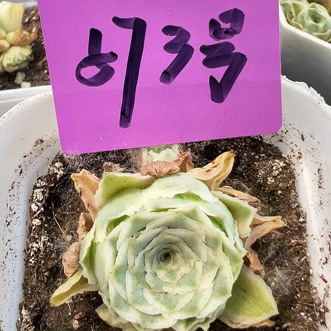 山地玫瑰锦秋夕5月26日573号