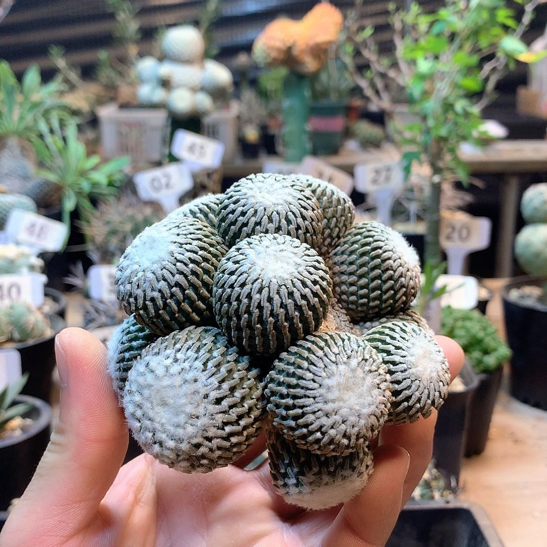 自根金巧垫