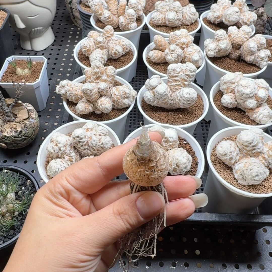 听***゛毛叶弹簧草556仙人掌