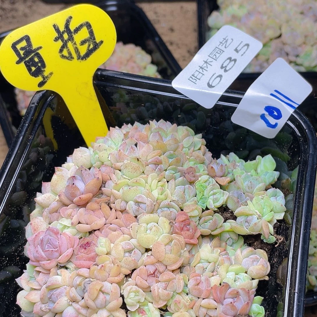 量拍多肉植物多肉植物685