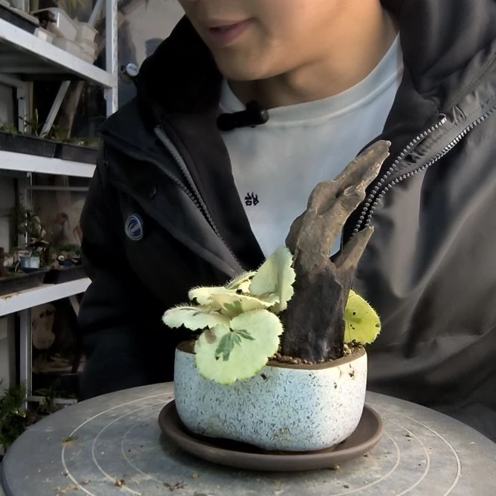 百***⋯小盆景小植物一物一拍155