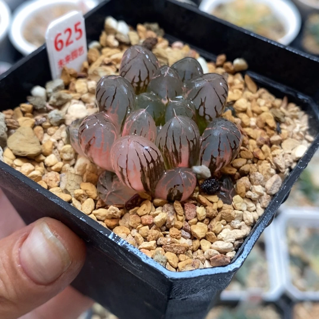 625灵犀玉露锦一物一拍