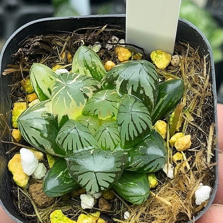 144大窗水晶灯玉露锦