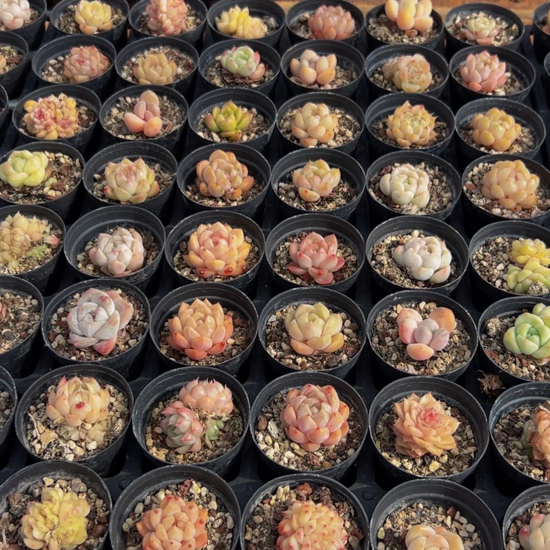 910多肉葡萄的价格