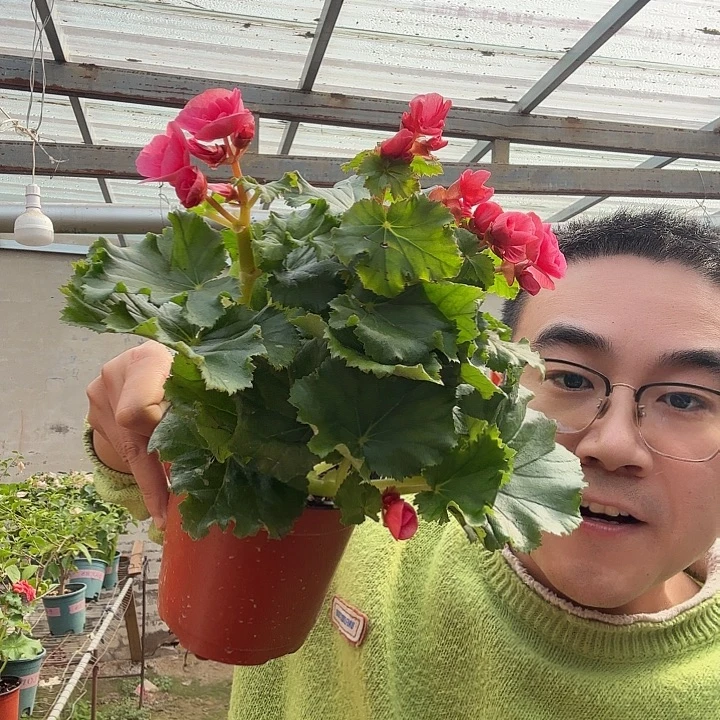 柒***捌完全开放处理风暴粉