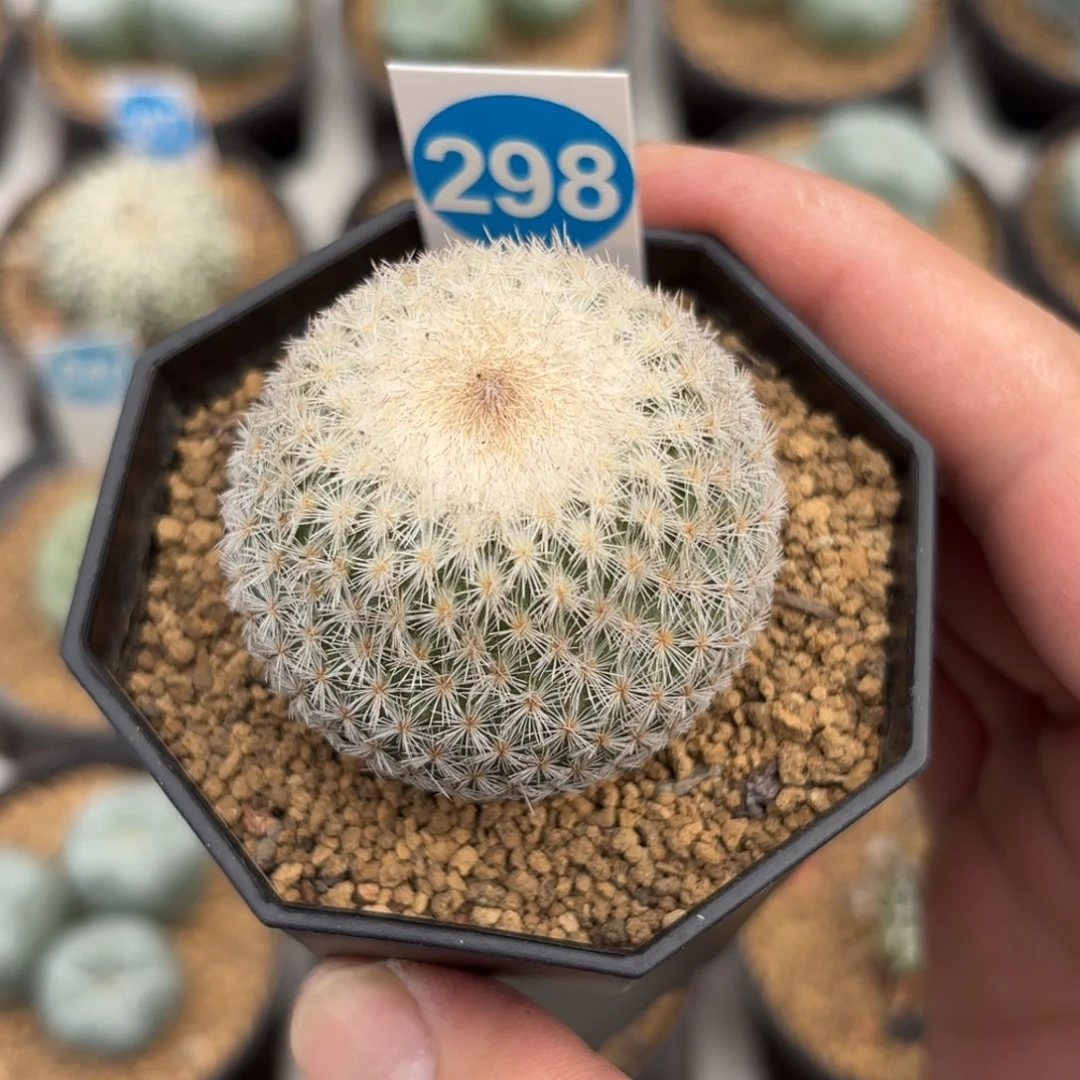 298实生月世界带盆带土