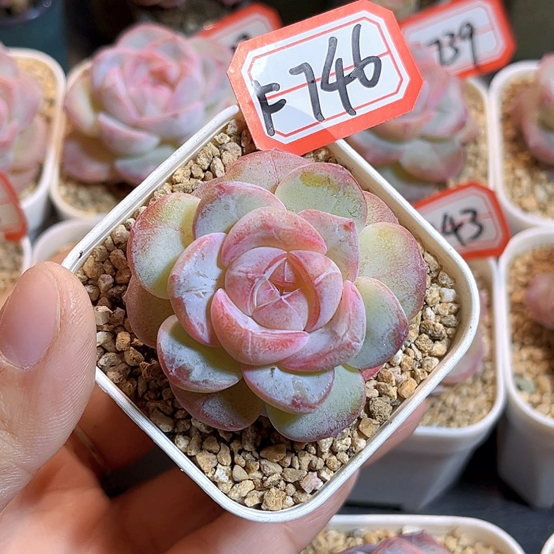 F746 一物一拍 雪时