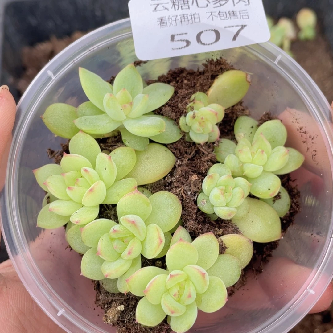 云糖心多肉植物507