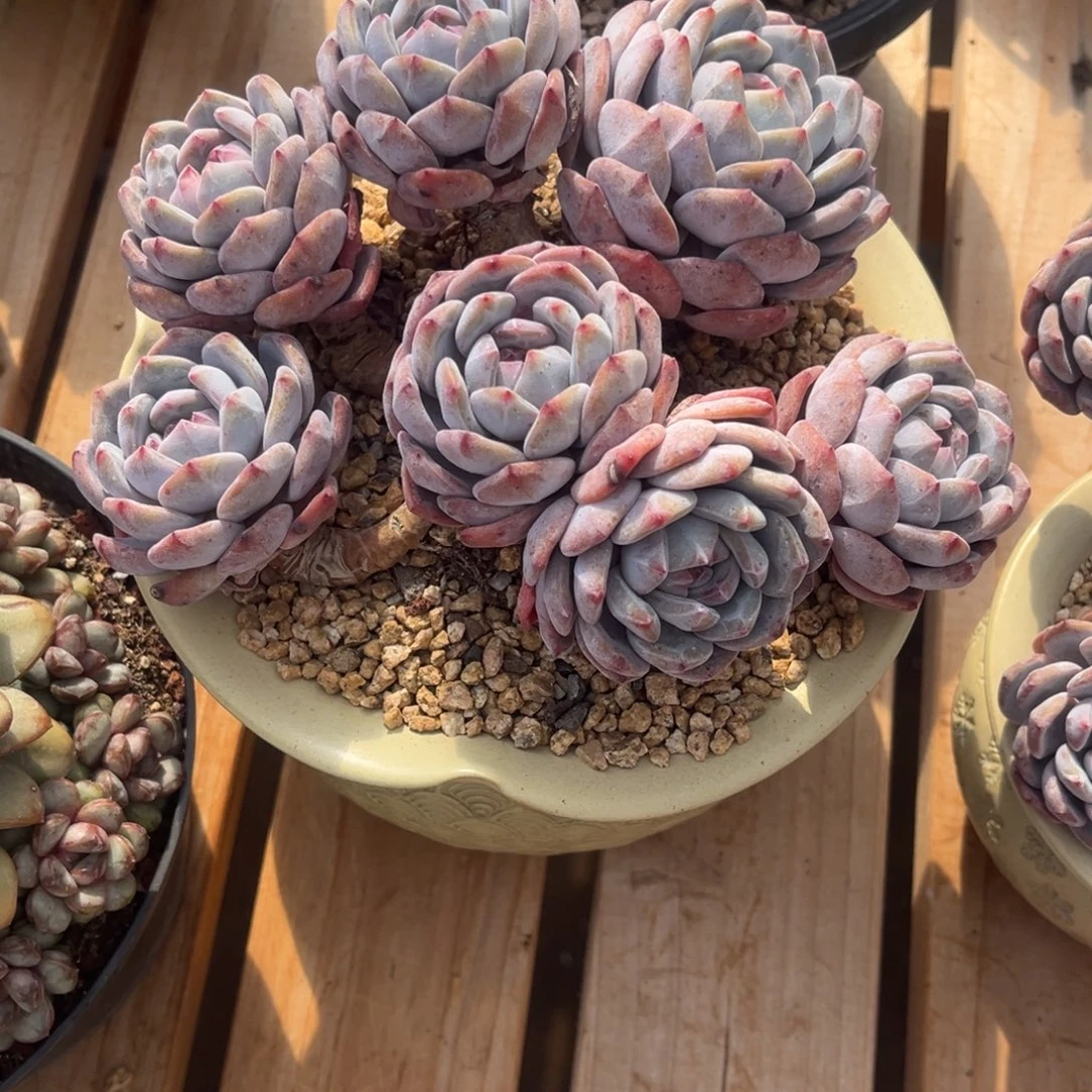 小***雅小雅姐的星颖群生一物一拍寄养