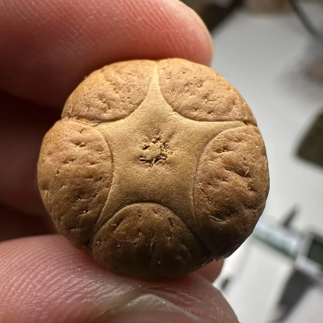 尼泊尔五星菩提，尺寸19，sss系列，货号144
