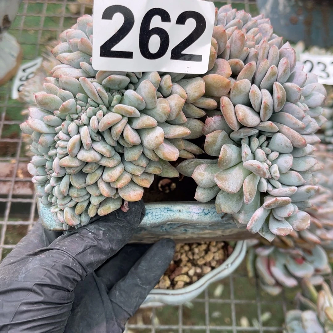 262高15888899555