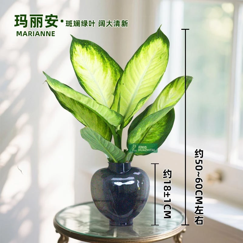 【玛丽安粉黛】万年青（约50~60CM）盆栽桌面好养水培花卉办公室绿植