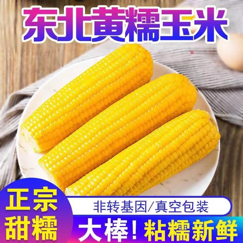 头茬黑龙江寒地粘糯玉米北纬45度黄糯单支260克以上整箱10根