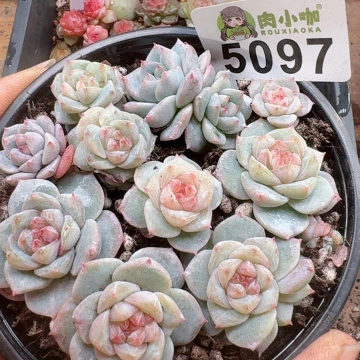 多肉植物多肉植物