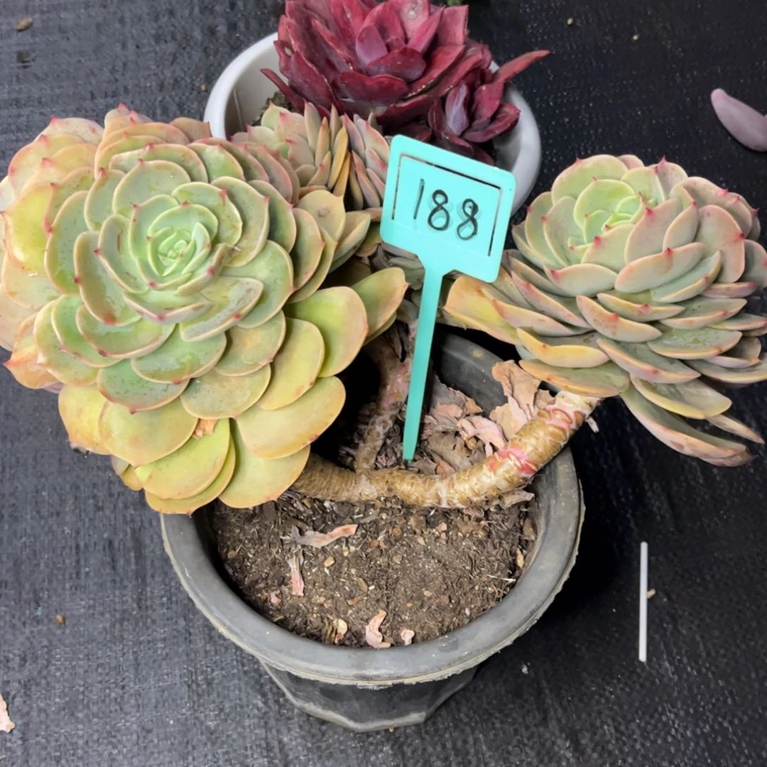 小雨多肉白雪公主鶴