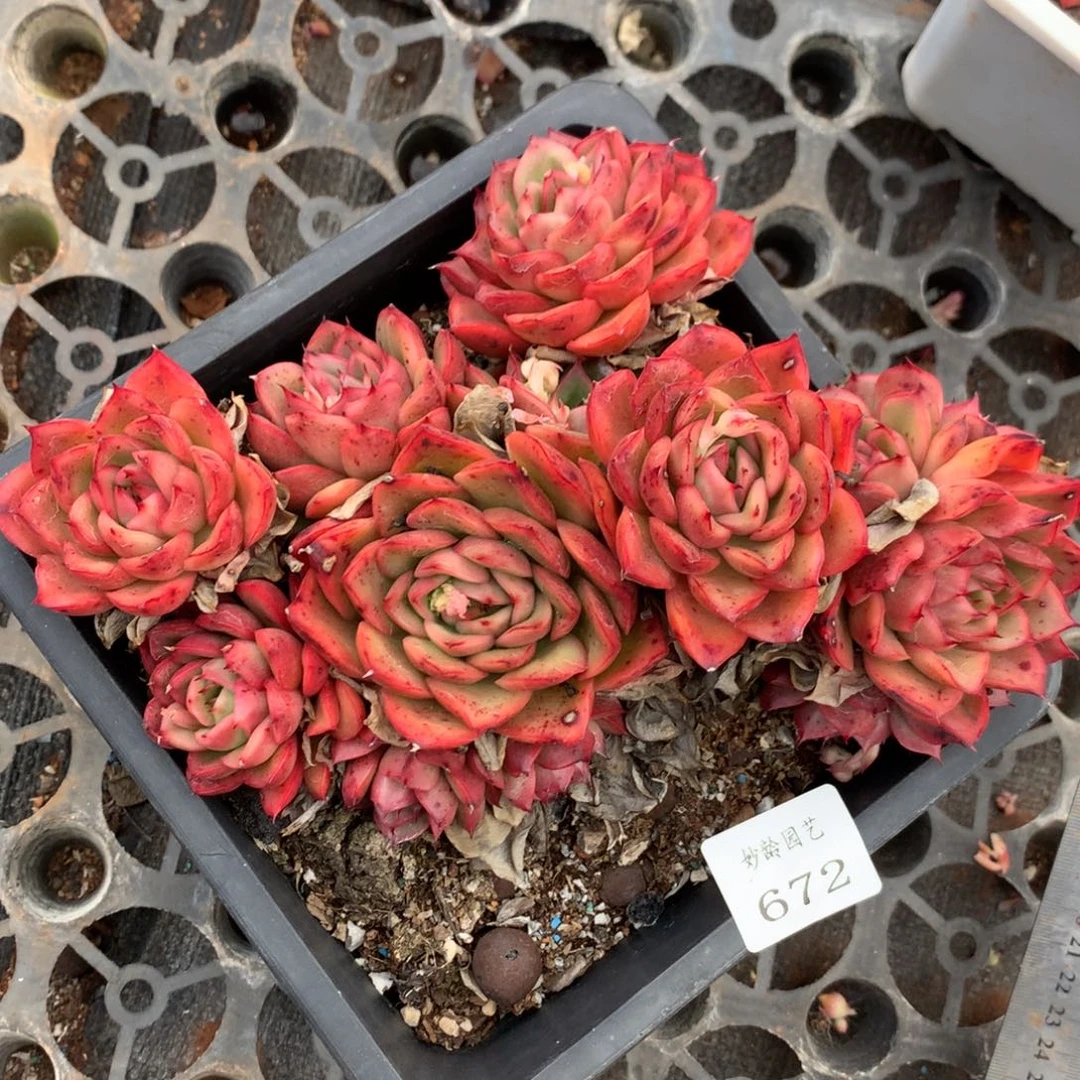 672杂交多肉老桩19冠