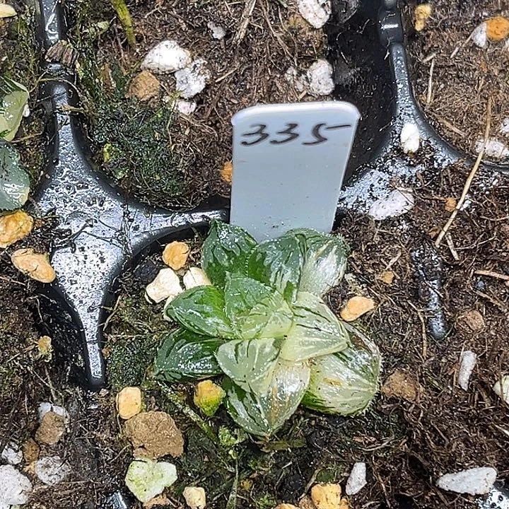 335冰砂糖锦脱土发货