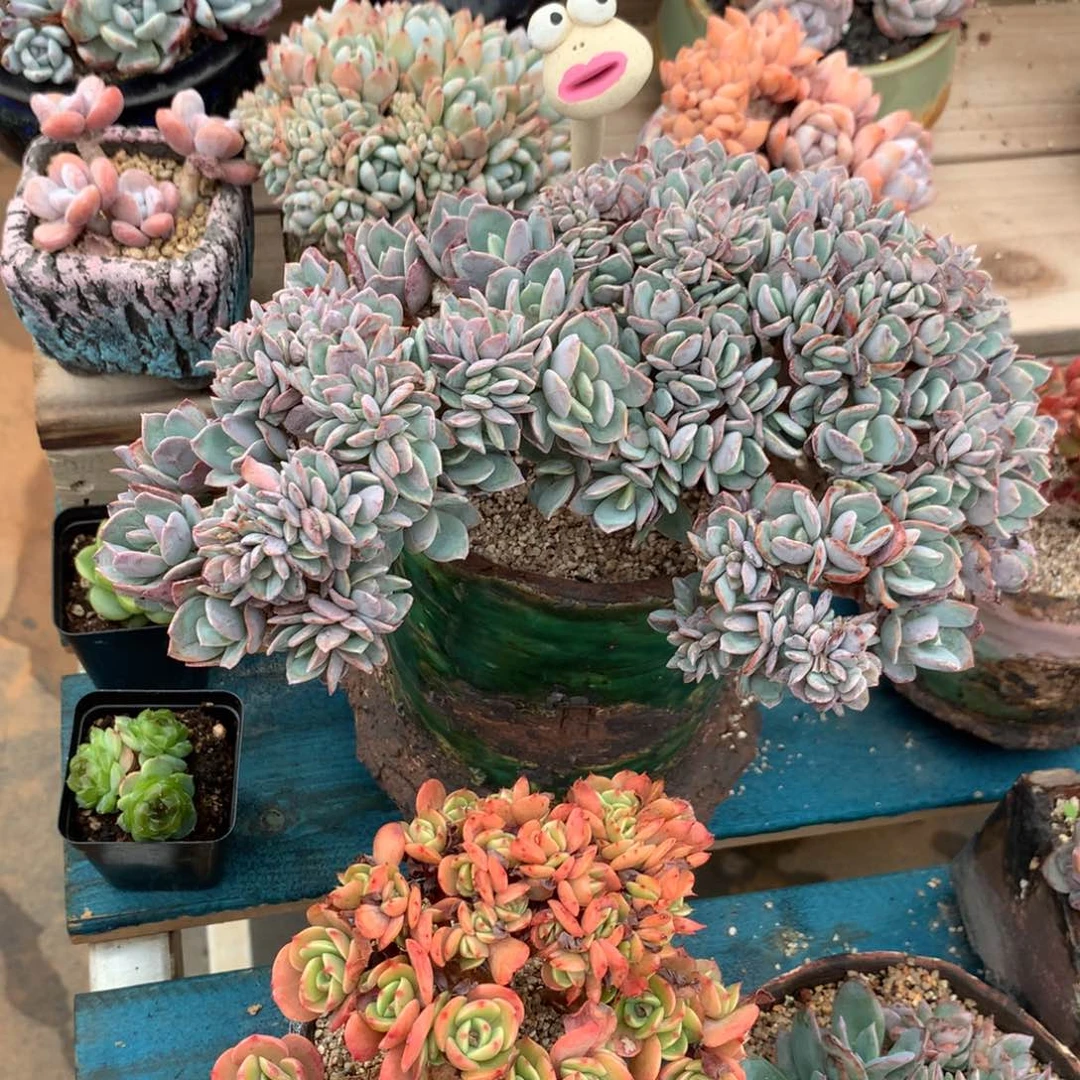 丸叶白凤朵朵缀树