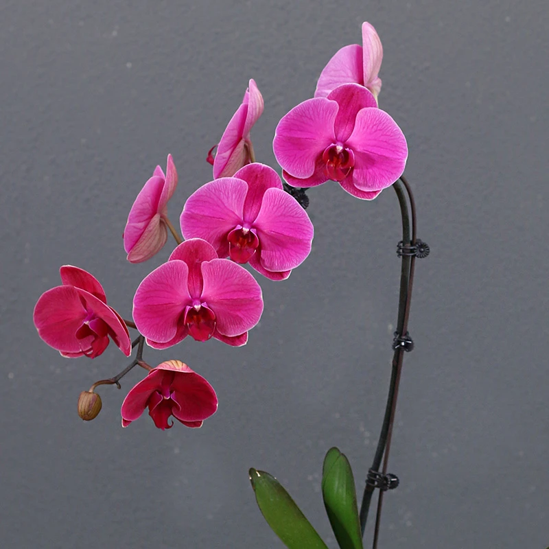 蝴蝶兰【朝阳】带花带盆组好发货乔迁送礼前台客厅美化