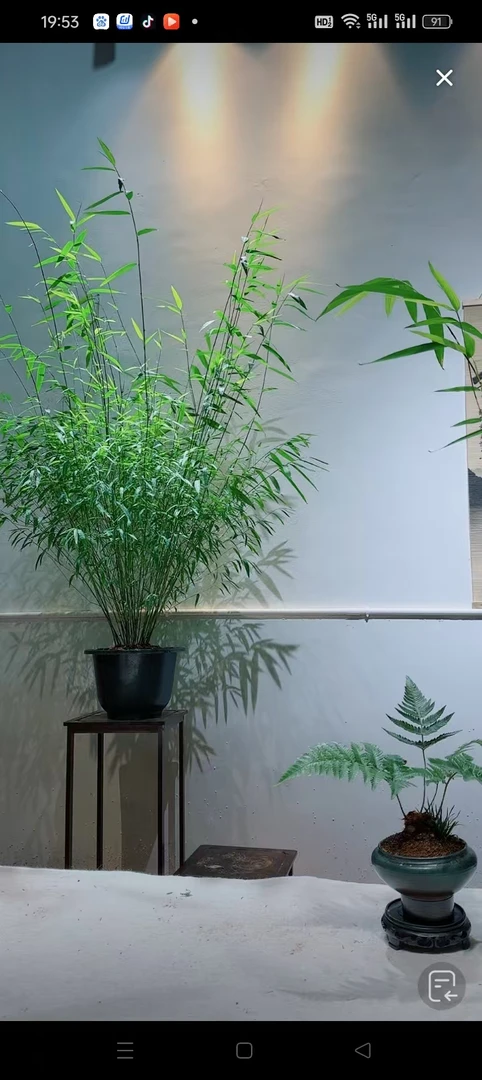 竹子内门竹创意竹子室内盆栽懒人花卉好养易活