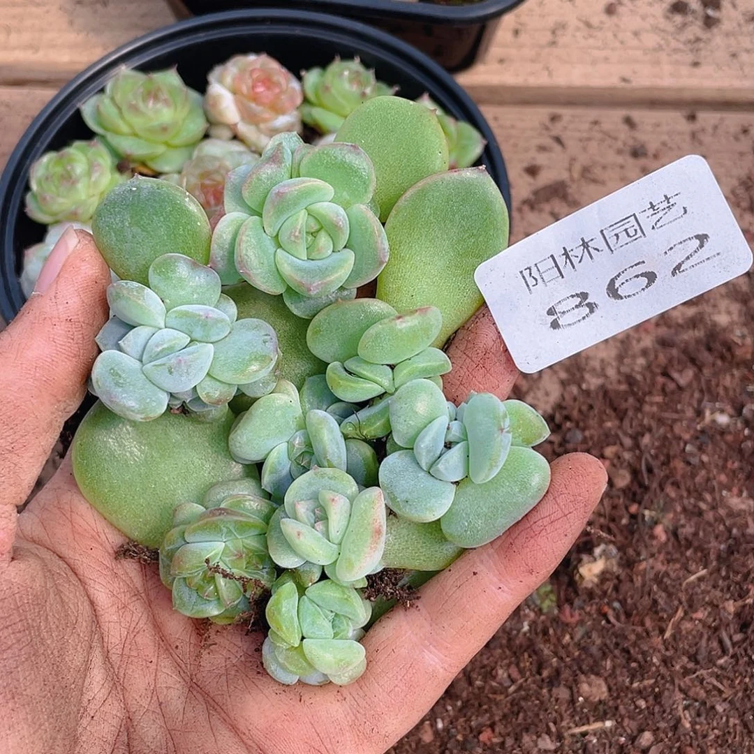 多肉植物多肉植物862