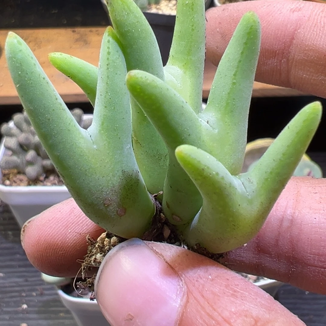 多肉植物1111111111111