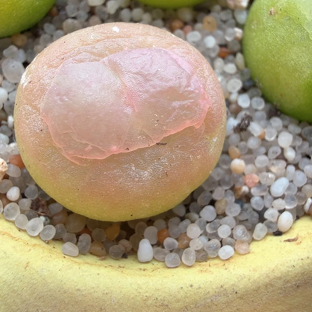 1.18.28/1.3厘米紫皮拉登