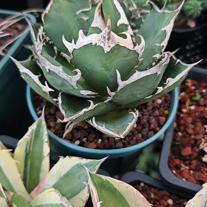 皮卡丘仁王冠龙舌兰
