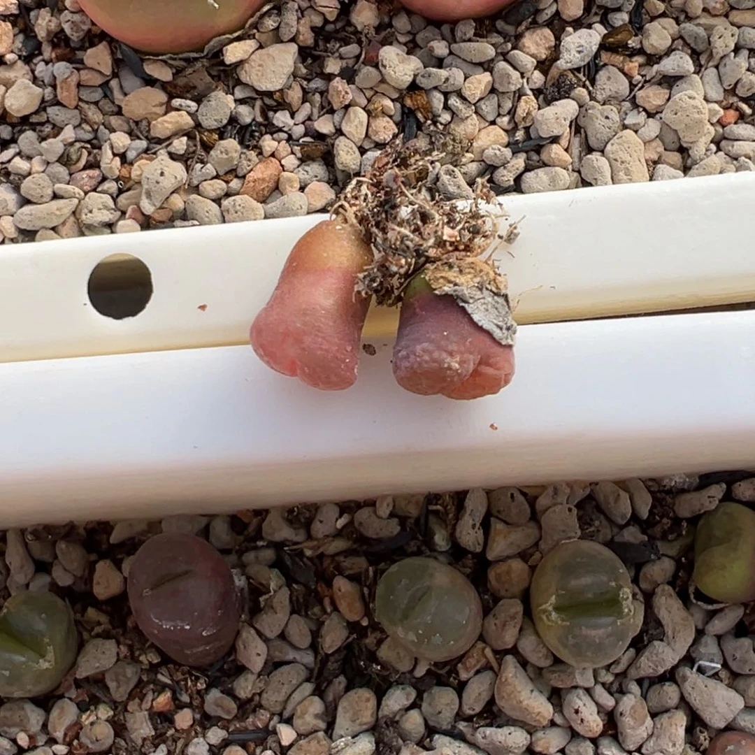 ?****柒紫晶 多肉植物