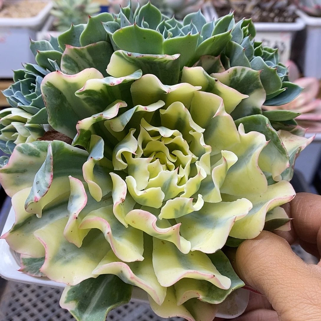 0797 海啸覆轮锦