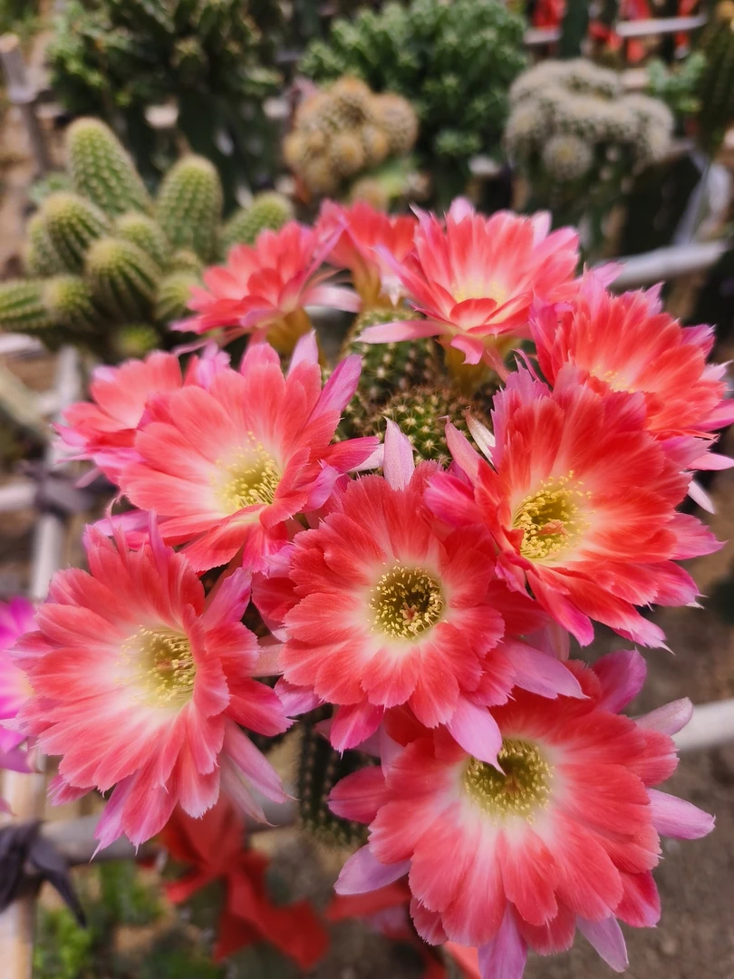 s12白檀杂交新品无根侧芽3cm一个多肉植物仙人球满30包邮