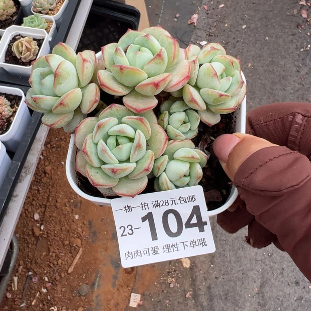 白底香草老桩多肉多肉多肉多肉