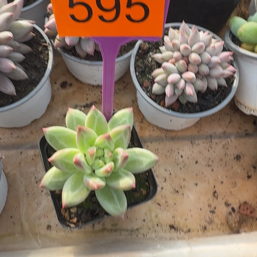 多肉植物漂亮多肉595
