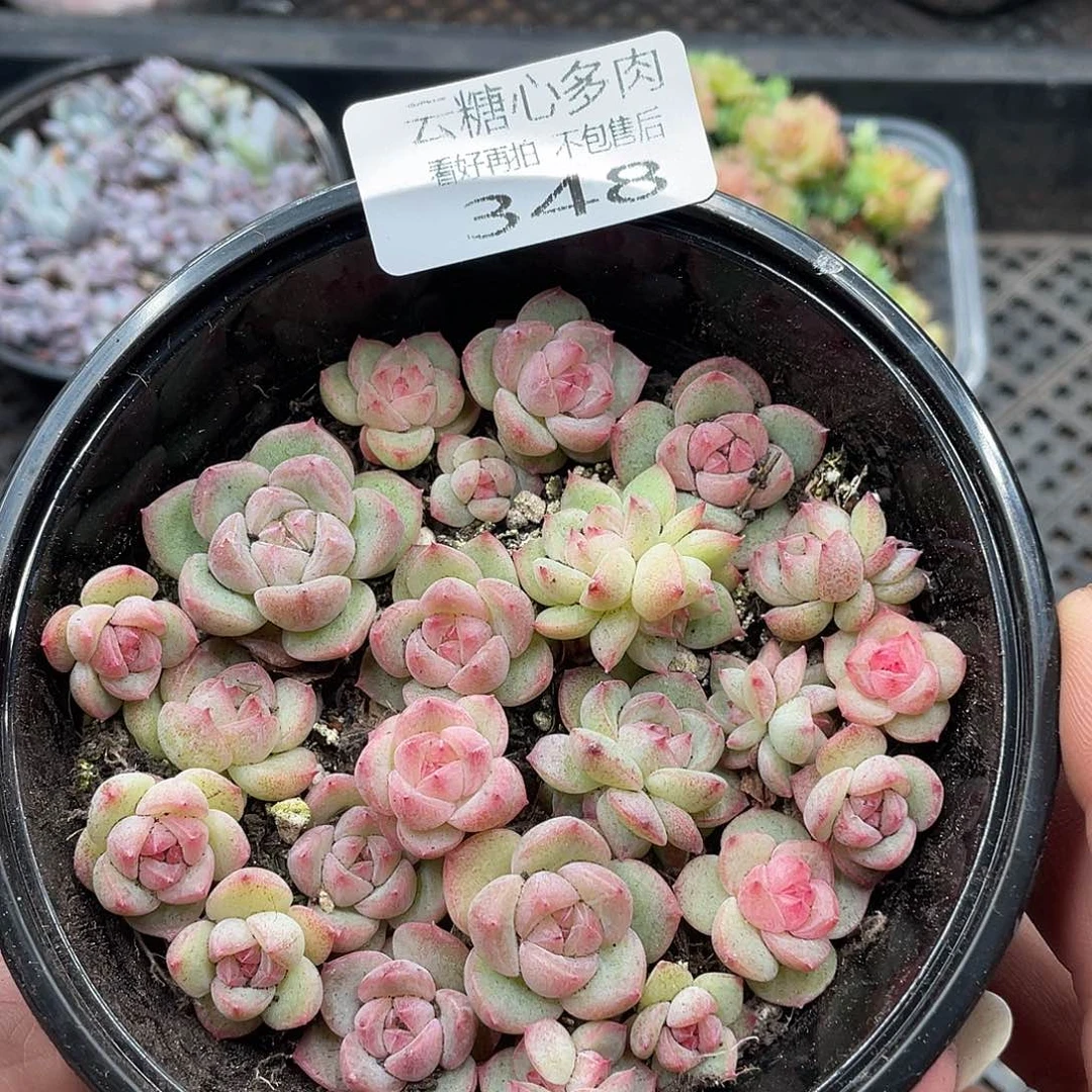 云糖心多肉植物348