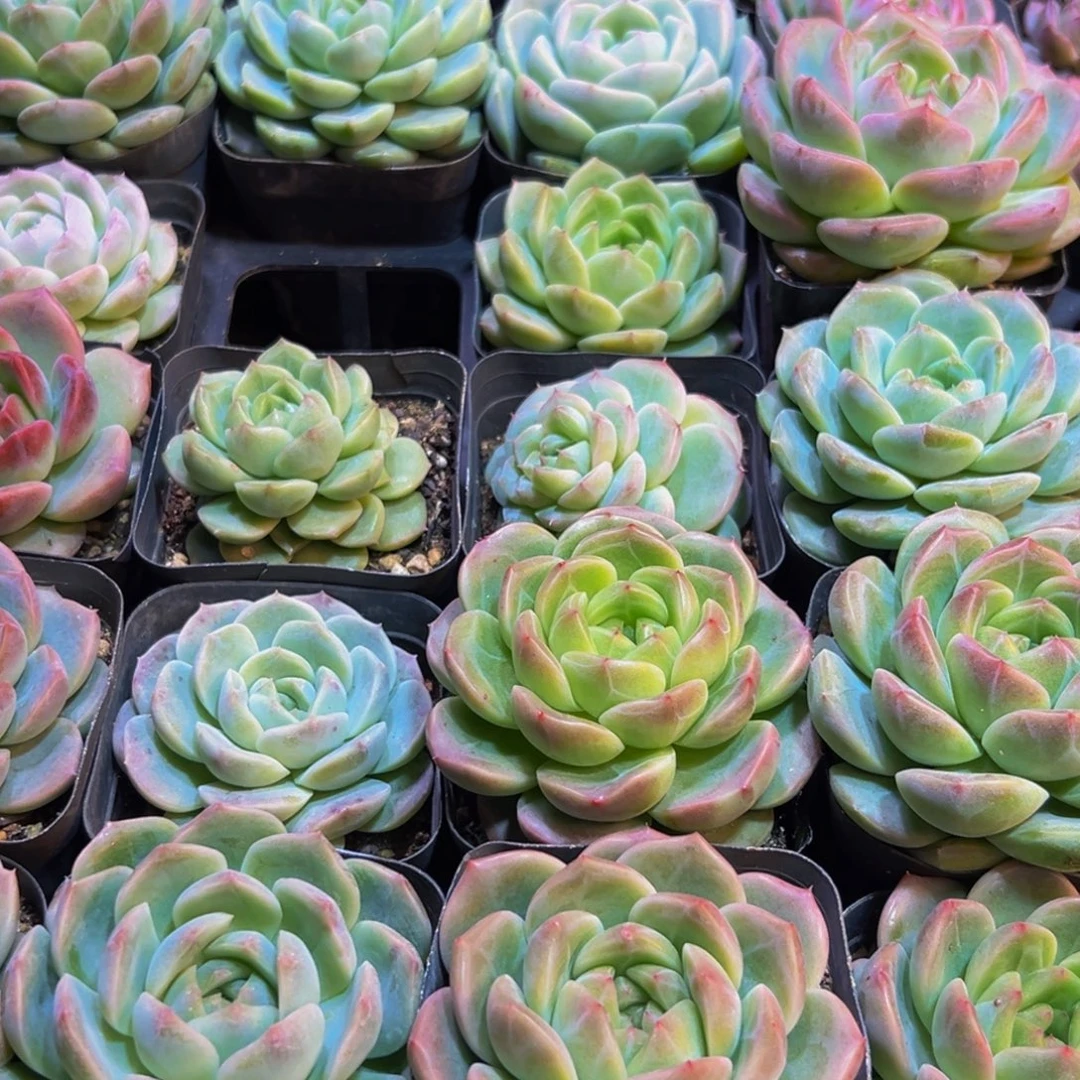 s***k027大热天的一天从