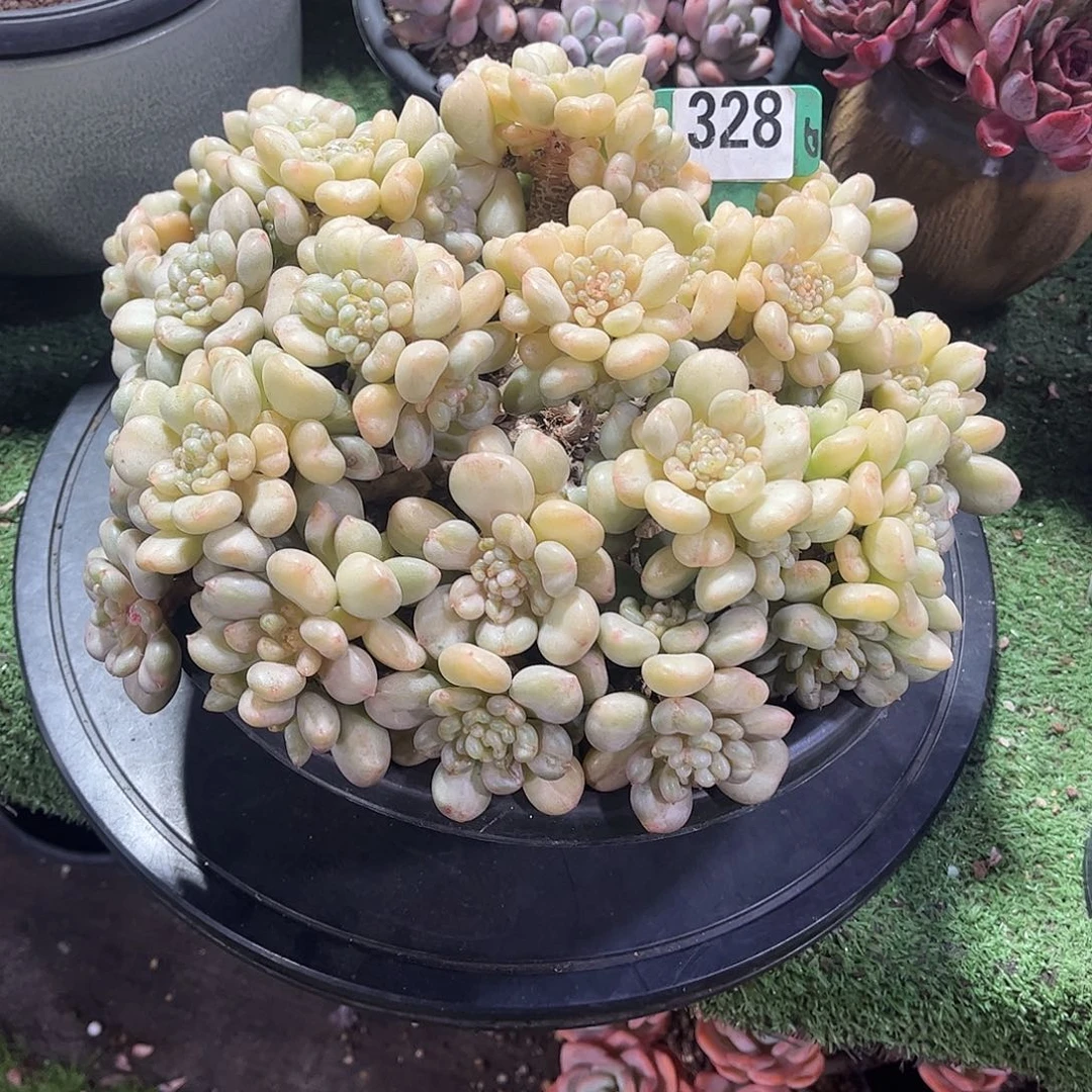 月***妆比尔盖茨多肉植物保护328