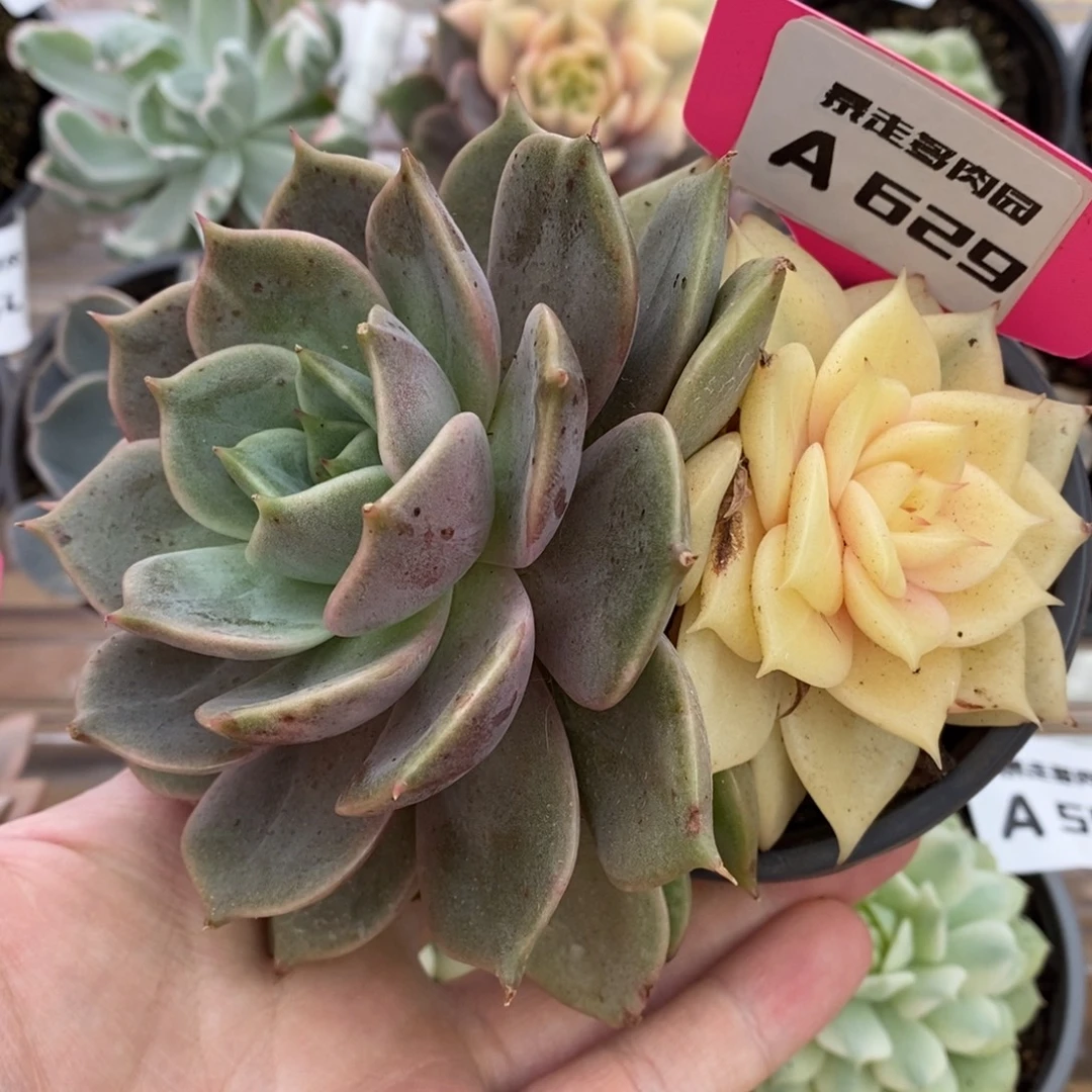 629双头阴阳锦贝加尔湖