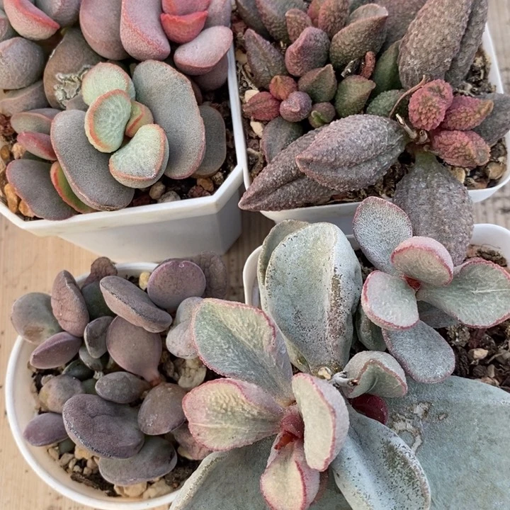 1995一组一组四个