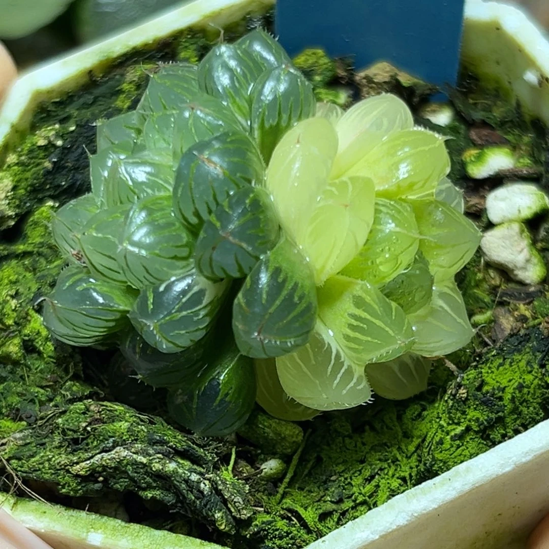 恭喜发财大吉大利0211