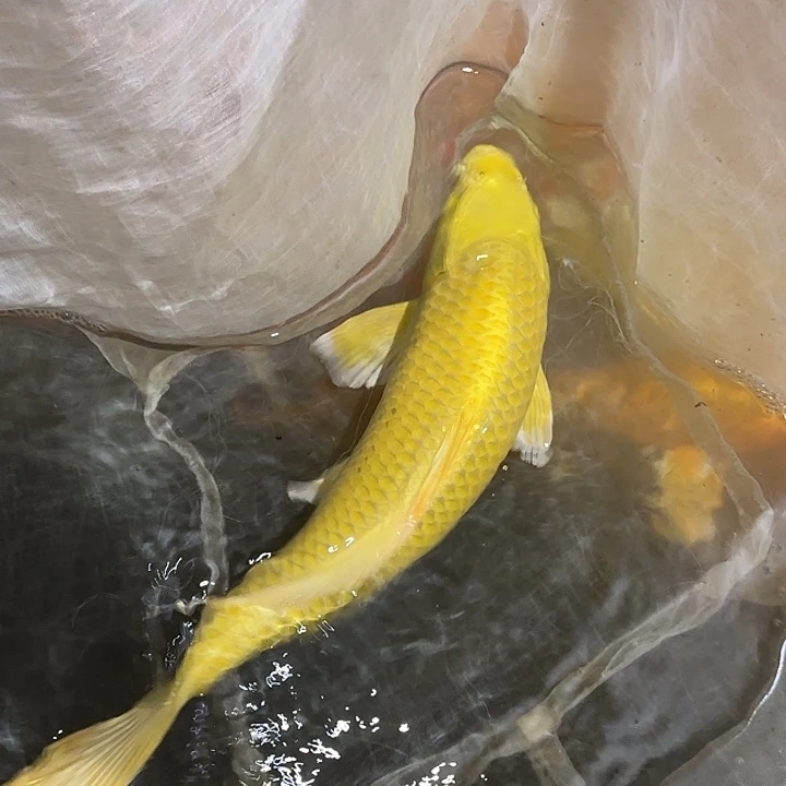 海水鱼赤目芒果黄金