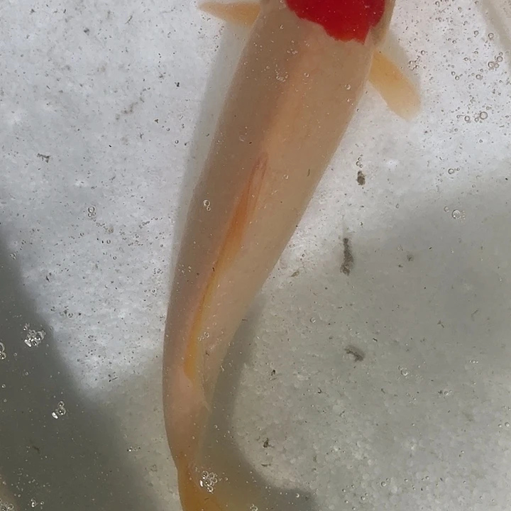 锦鲤精品锦鲤，直播间精品yun锦鲤