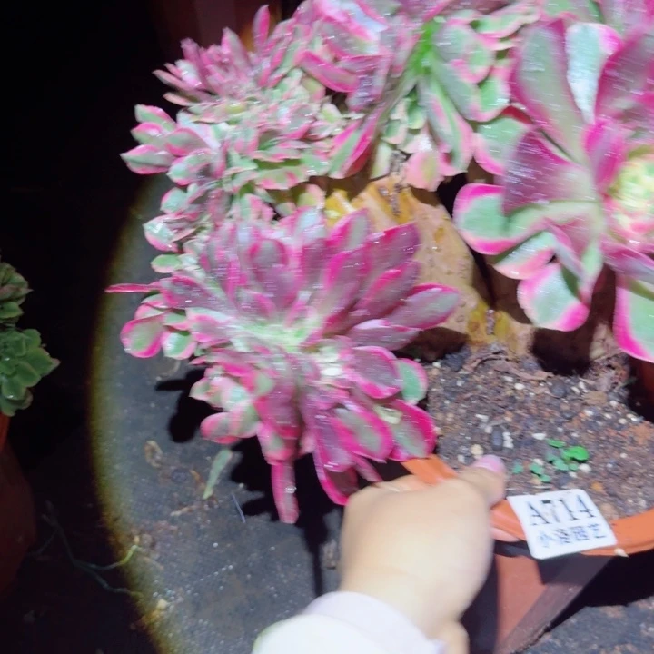 714粉女郎缀化多肉植物28包邮