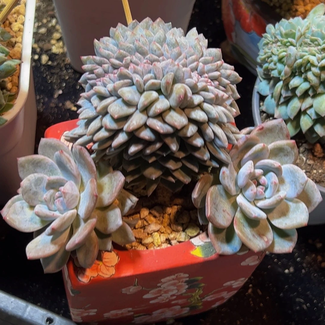 新年快乐 新年快乐