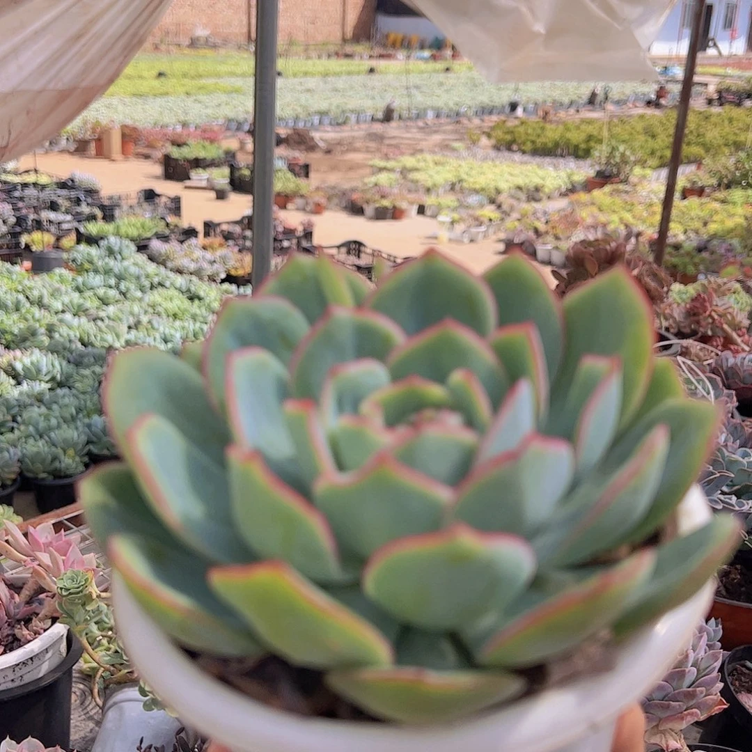 晨露 大单头 多肉植物