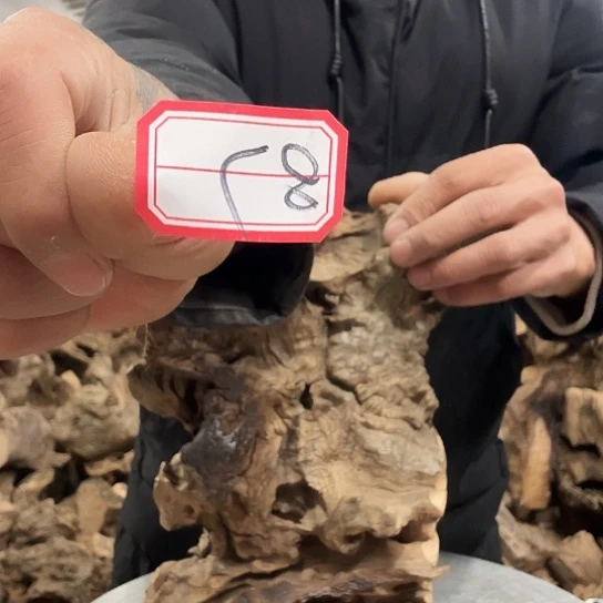 运****康紫砂噜啦啦啦啦啦啦