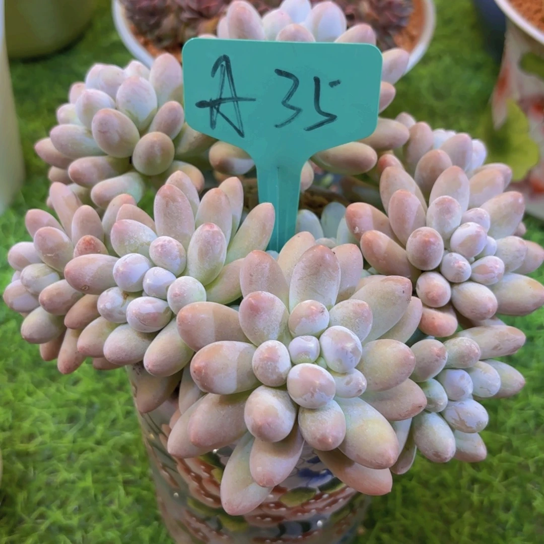 @***暖云南金致家精品多肉