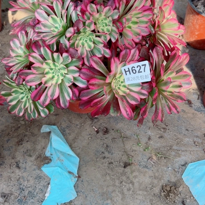 627铜壶锦多肉植物