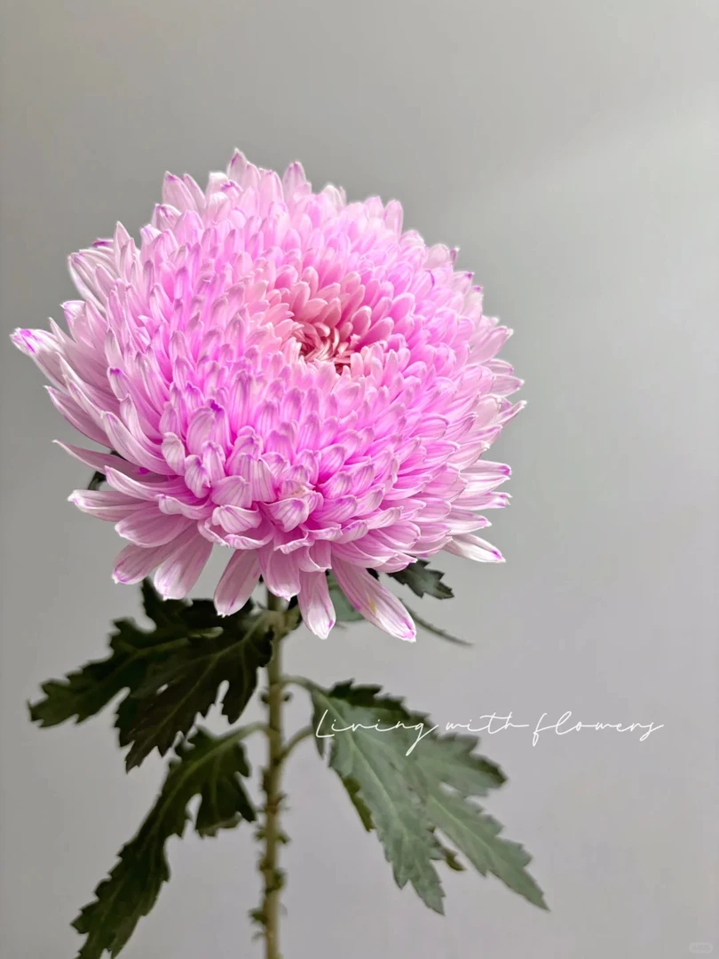 婵之语优选 玫粉牡丹菊鲜切花