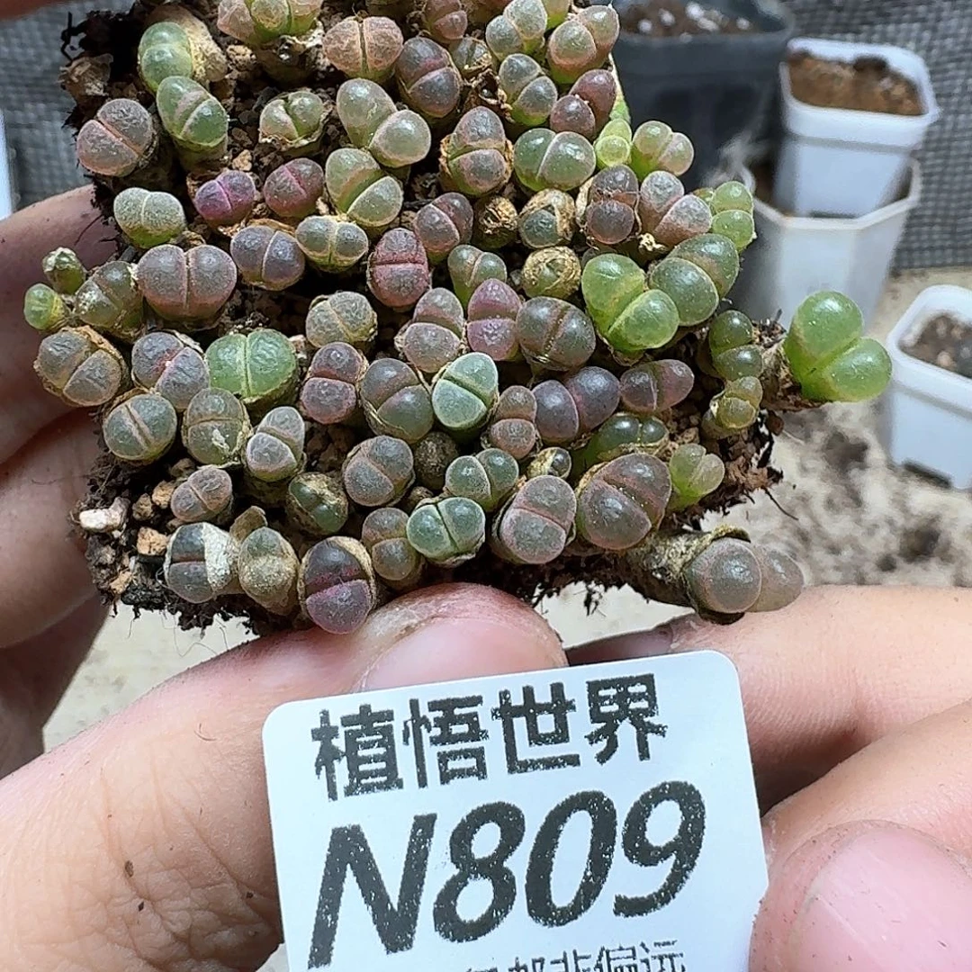 多肉植物的润泽发