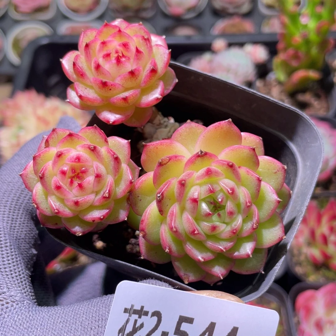 花利美2-544海王